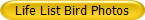 Life List Bird Photos